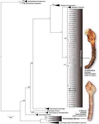 Commentary: Comparative omics analysis of a new deep-sea barnacle species (Cirripedia, Scalpellomorpha) and shallow-water barnacle species provides insights into deep-sea adaptation